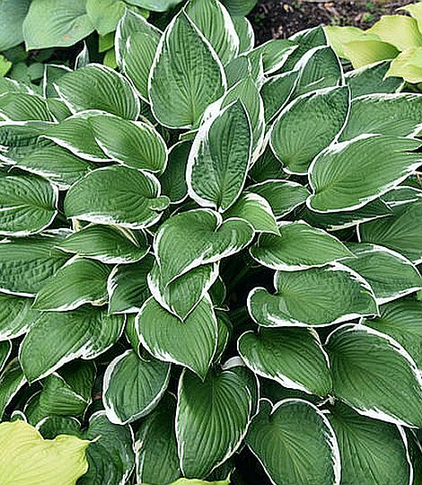 Hosta fortunei 'Albo Marginata'